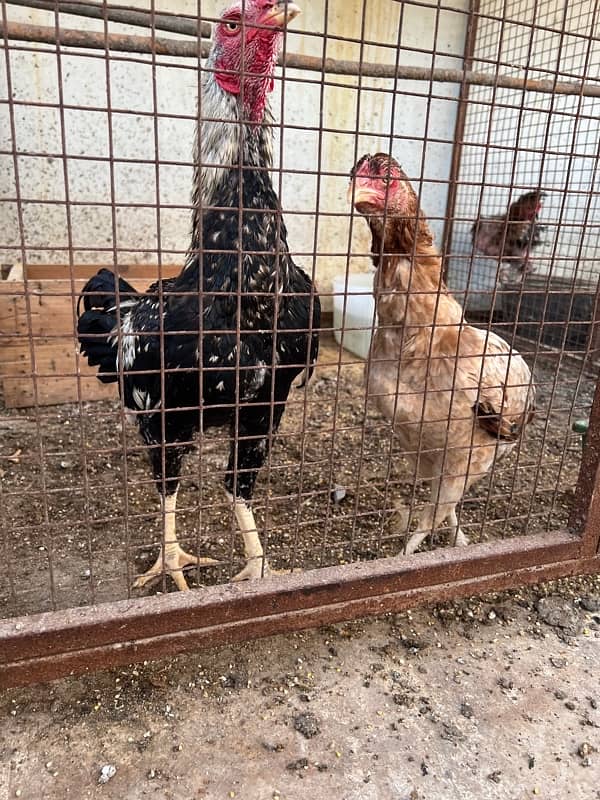 Misri , Ayam Cemani , White, Golden Buff , Lohman, Aseel For Sell 0