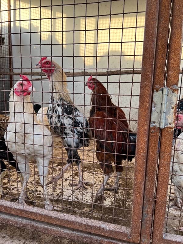 Misri , Ayam Cemani , White, Golden Buff , Lohman, Aseel For Sell 1