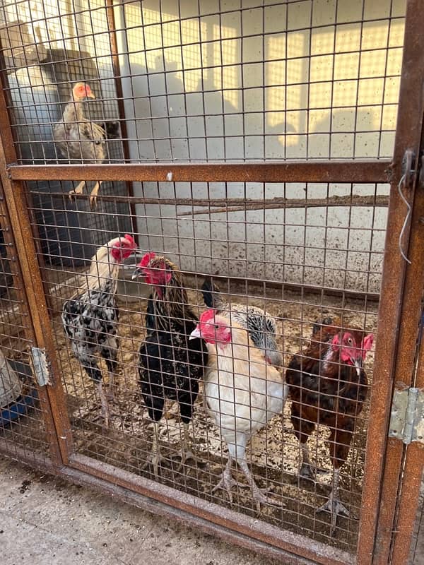 Misri , Ayam Cemani , White, Golden Buff , Lohman, Aseel For Sell 2