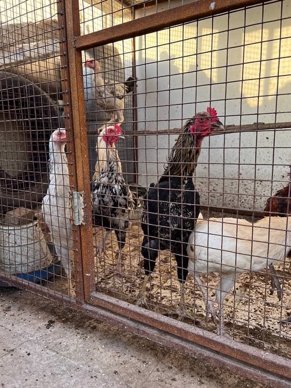 Misri , Ayam Cemani , White, Golden Buff , Lohman, Aseel For Sell 3