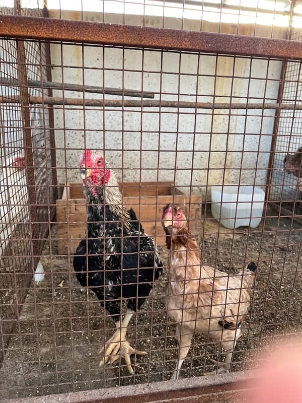 Misri , Ayam Cemani , White, Golden Buff , Lohman, Aseel For Sell 4