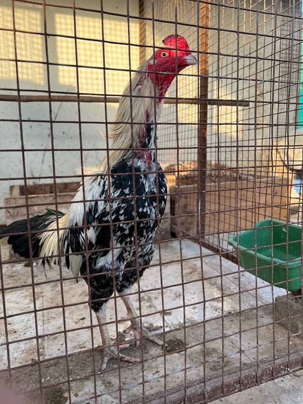 Misri , Ayam Cemani , White, Golden Buff , Lohman, Aseel For Sell 5