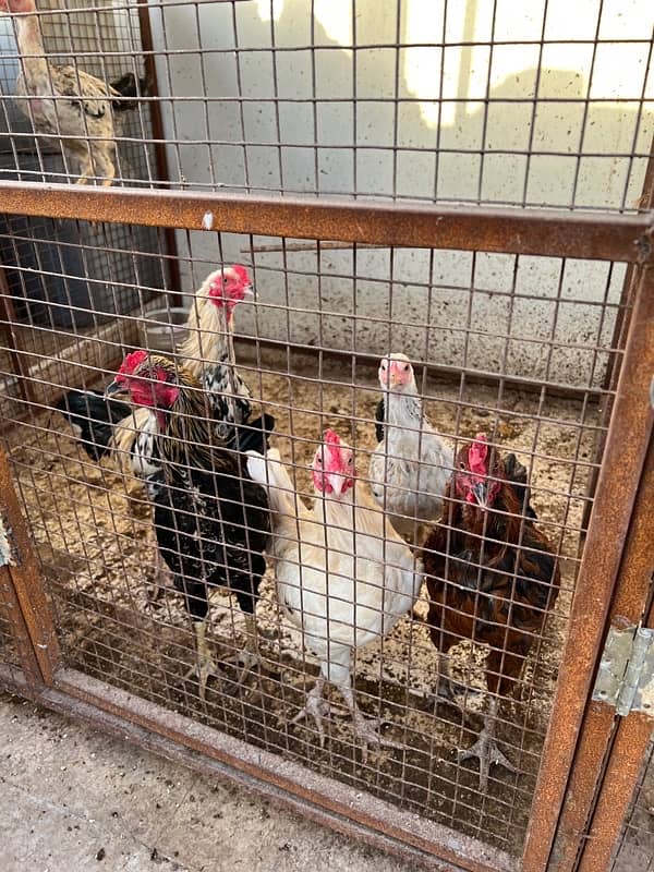 Misri , Ayam Cemani , White, Golden Buff , Lohman, Aseel For Sell 6