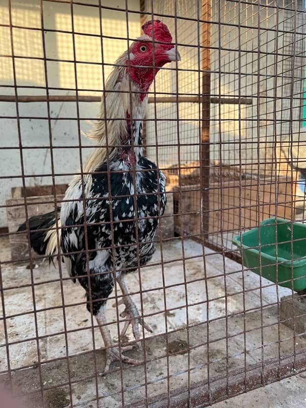 Misri , Ayam Cemani , White, Golden Buff , Lohman, Aseel For Sell 7