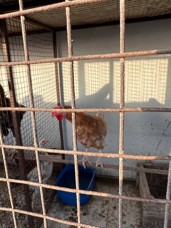 Misri , Ayam Cemani , White, Golden Buff , Lohman, Aseel For Sell 9