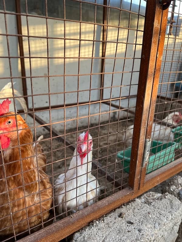 Misri , Ayam Cemani , White, Golden Buff , Lohman, Aseel For Sell 12