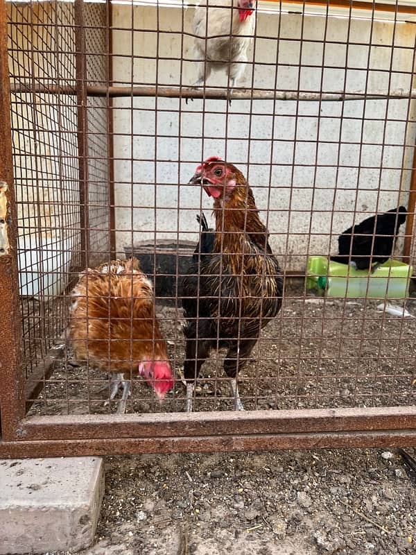 Misri , Ayam Cemani , White, Golden Buff , Lohman, Aseel For Sell 13