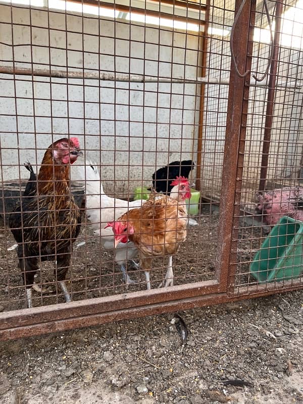 Misri , Ayam Cemani , White, Golden Buff , Lohman, Aseel For Sell 14