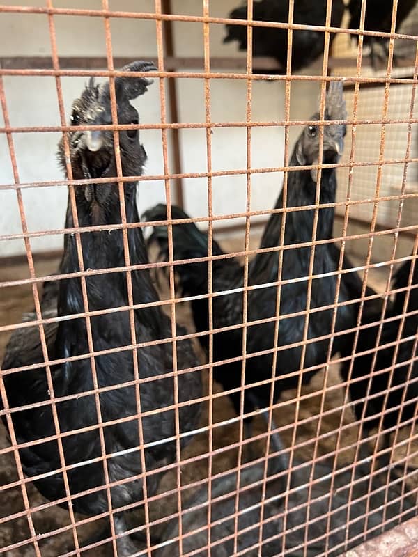 Misri , Ayam Cemani , White, Golden Buff , Lohman, Aseel For Sell 19