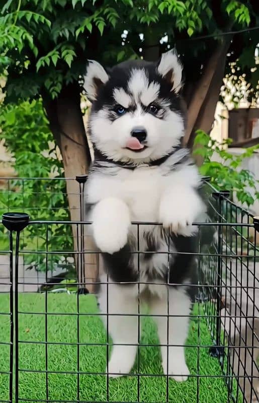 Siberian husky puppie 03258927017 only Whatsapp 1