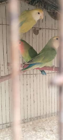 love birds