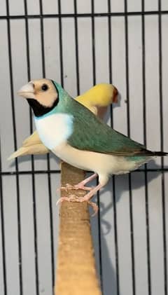 Blue gouldian X lutino gouldian split blue pair 0333/42/33111