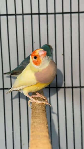 Blue gouldian X lutino gouldian split blue pair 0333/42/33111 1