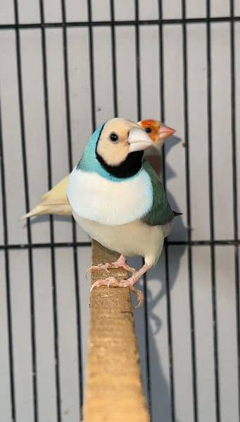 Blue gouldian X lutino gouldian split blue pair 0333/42/33111 2