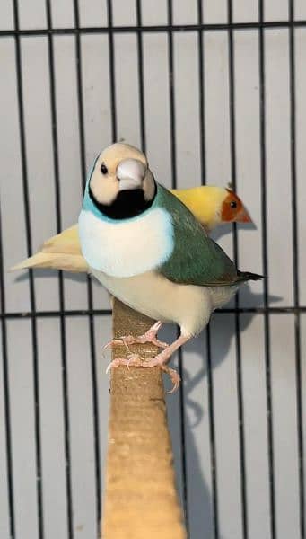 Blue gouldian X lutino gouldian split blue pair 0333/42/33111 4