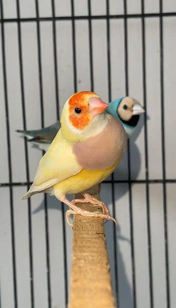 Blue gouldian X lutino gouldian split blue pair 0333/42/33111 5