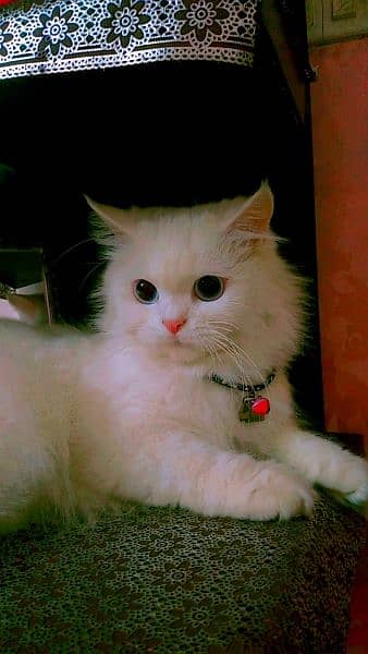 Persian Cat Double Coat 0