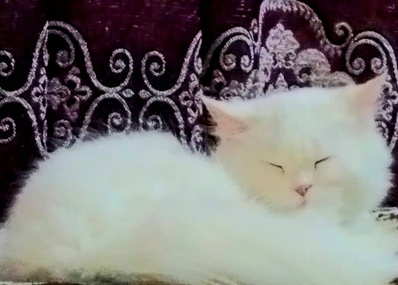 Persian Cat Double Coat 1