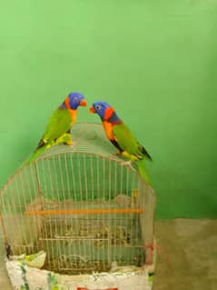 lories parrot 03112886839