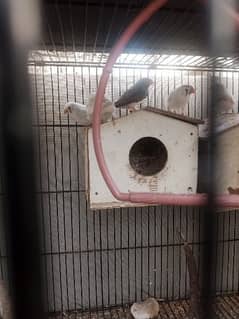 penguin finches [0310-1287429]cont