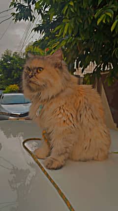 Persian Cat