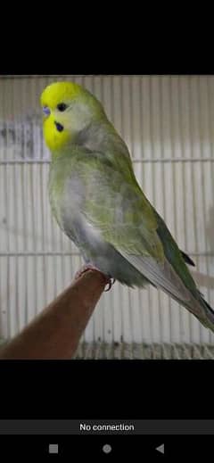 Rainbow budgies barredar pair,Ready to bareed paire & males & female