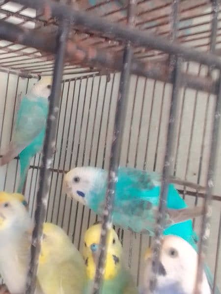 Rainbow budgies barredar pair,Ready to bareed paire & males & female 1