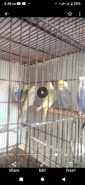 Rainbow budgies barredar pair,Ready to bareed paire & males & female 2