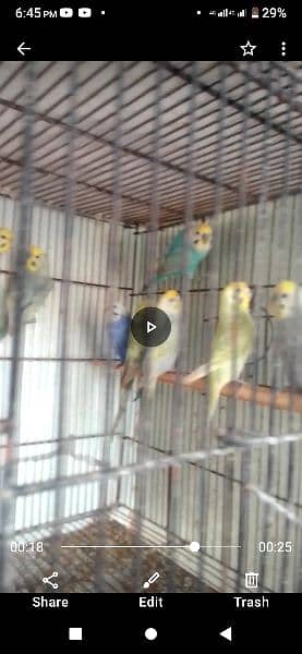 Rainbow budgies barredar pair,Ready to bareed paire & males & female 3