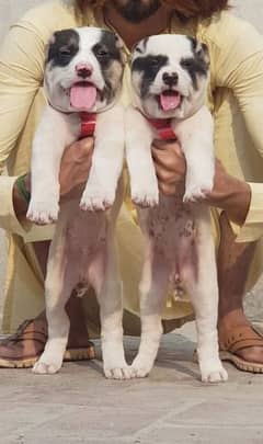 Kurdish kangal pair available male and female