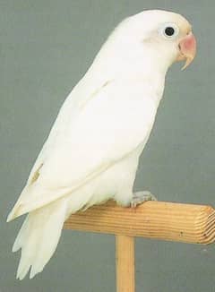 Albino red eye / parblue split ino / lovebird