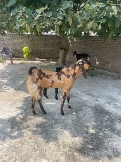 Breeder Bakra for Sale