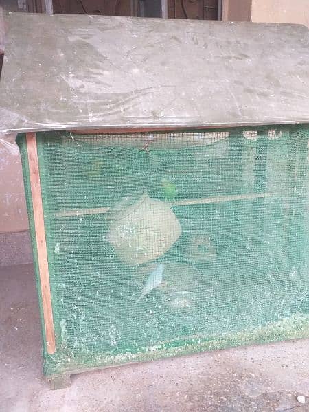 Australian parrots  with cage. Abbas 03144329712 4