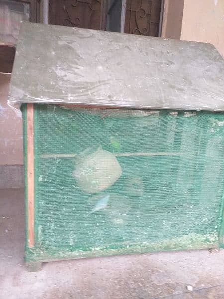 Australian parrots  with cage. Abbas 03144329712 5