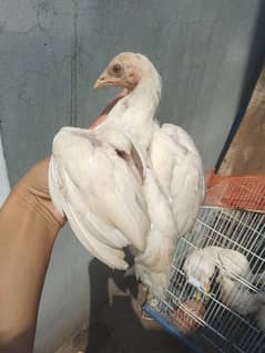 white heera aseel chicks for sale age 4 month