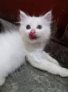 Persian female kitten