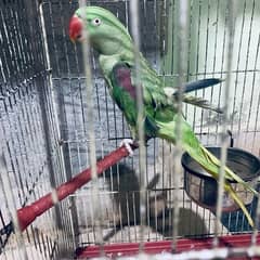 raw parrot female 0