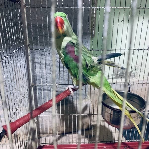 raw parrot female 1