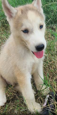 Husky puppies for sale 0