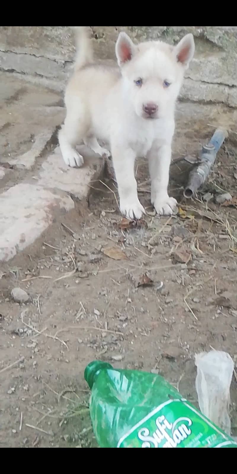 Husky puppies for sale 1