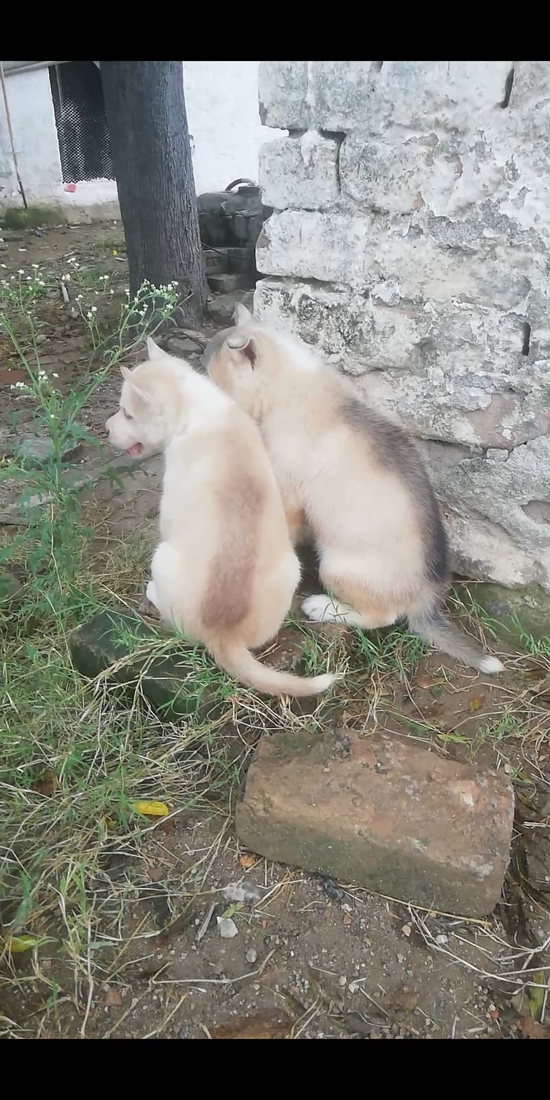 Husky puppies for sale 2