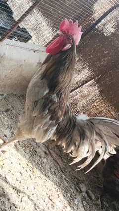 Misri, Australorp, Lohman Brown, Heavy Buff Males