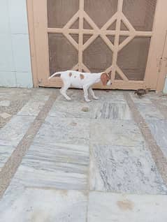 English pointer female pup