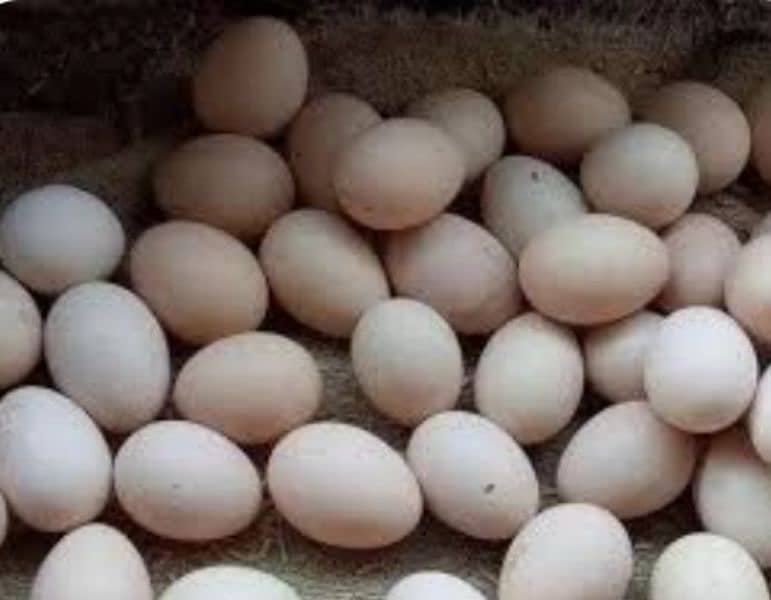 Desi morgi. egg. available 1