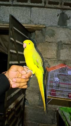 Ringneck Talking and Tamed