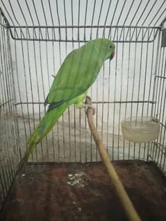 female parrot taking start