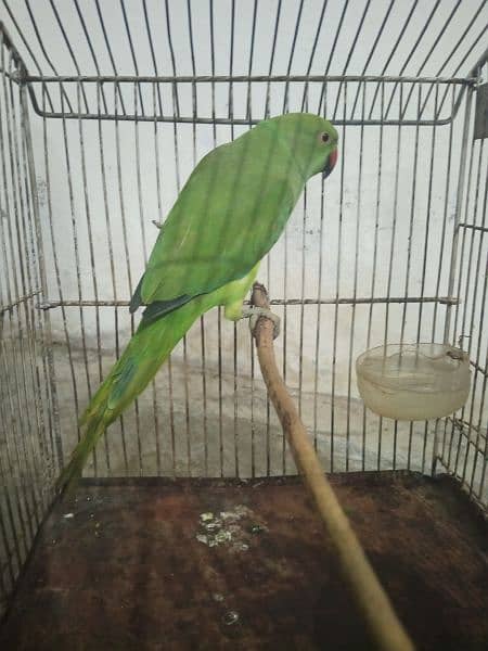 female parrot taking start 0