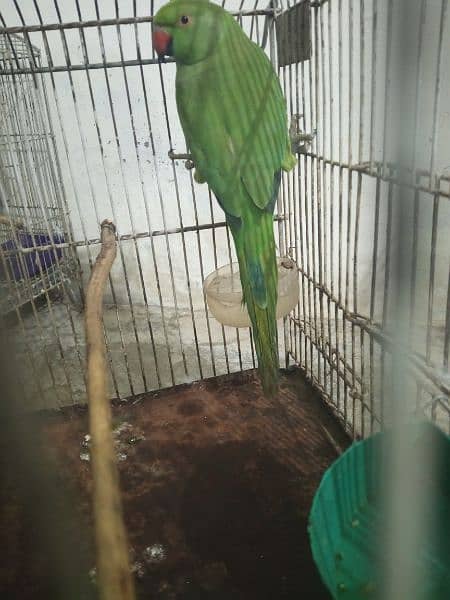 female parrot taking start 2