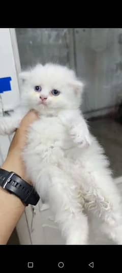 Persian triple coate kitten for sale