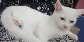 Persian billi 0